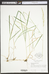 Calamagrostis porteri image