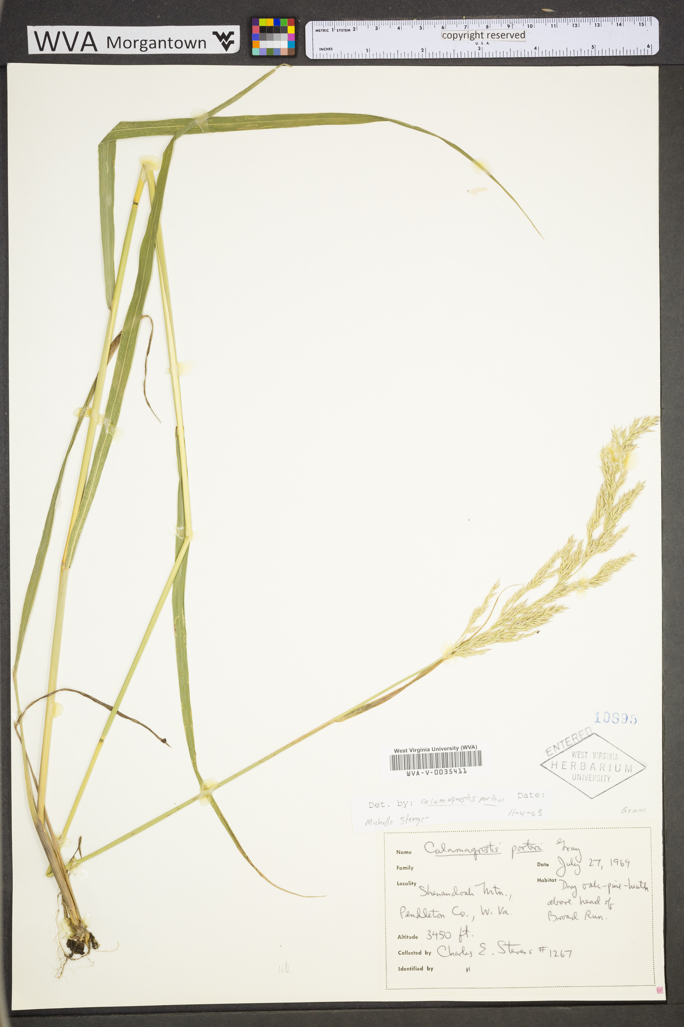 Calamagrostis porteri subsp. porteri image