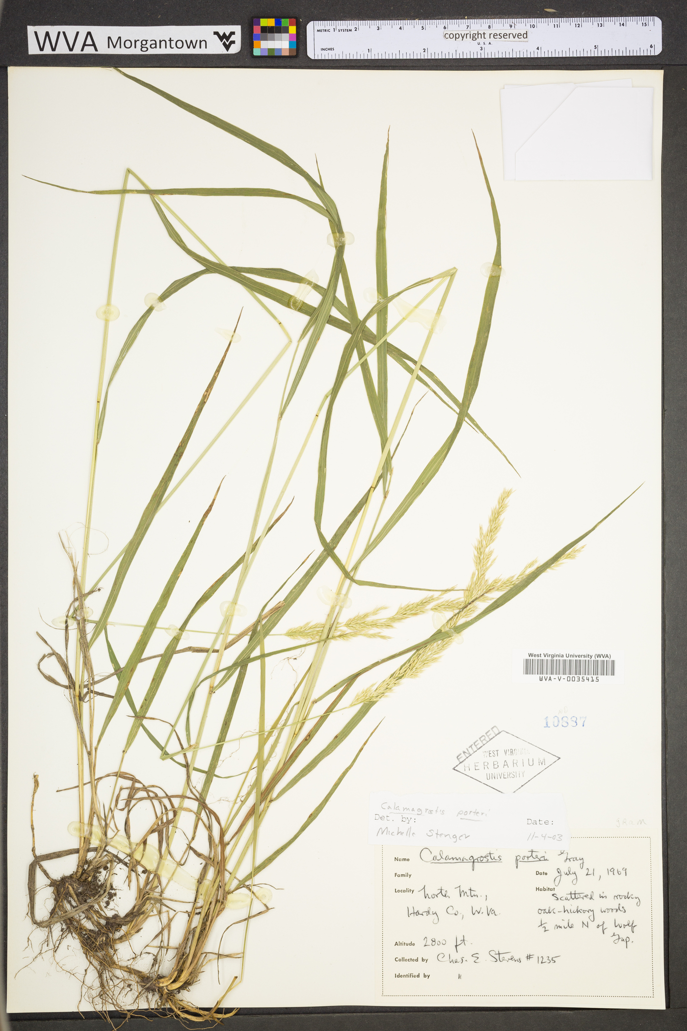 Calamagrostis porteri subsp. porteri image