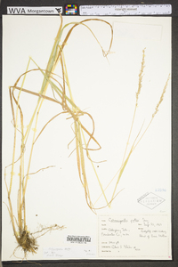 Calamagrostis porteri image