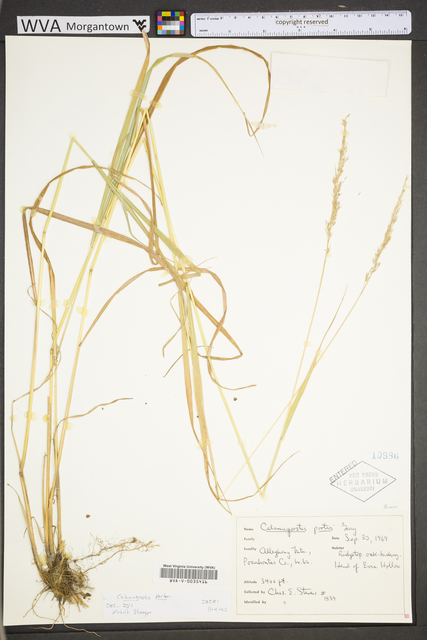 Calamagrostis porteri subsp. porteri image