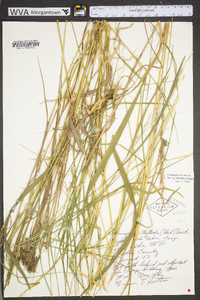 Calamagrostis stricta image