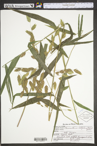 Chasmanthium latifolium image