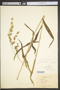 Chasmanthium latifolium image