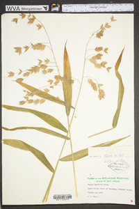 Chasmanthium latifolium image