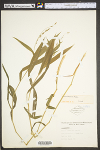 Chasmanthium latifolium image