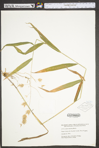 Chasmanthium latifolium image