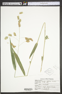 Chasmanthium latifolium image