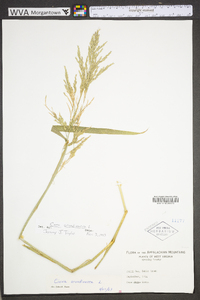 Cinna arundinacea image