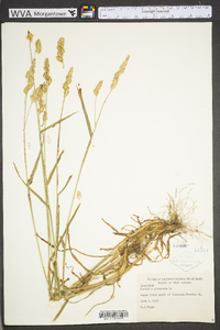 Dactylis glomerata subsp. glomerata image