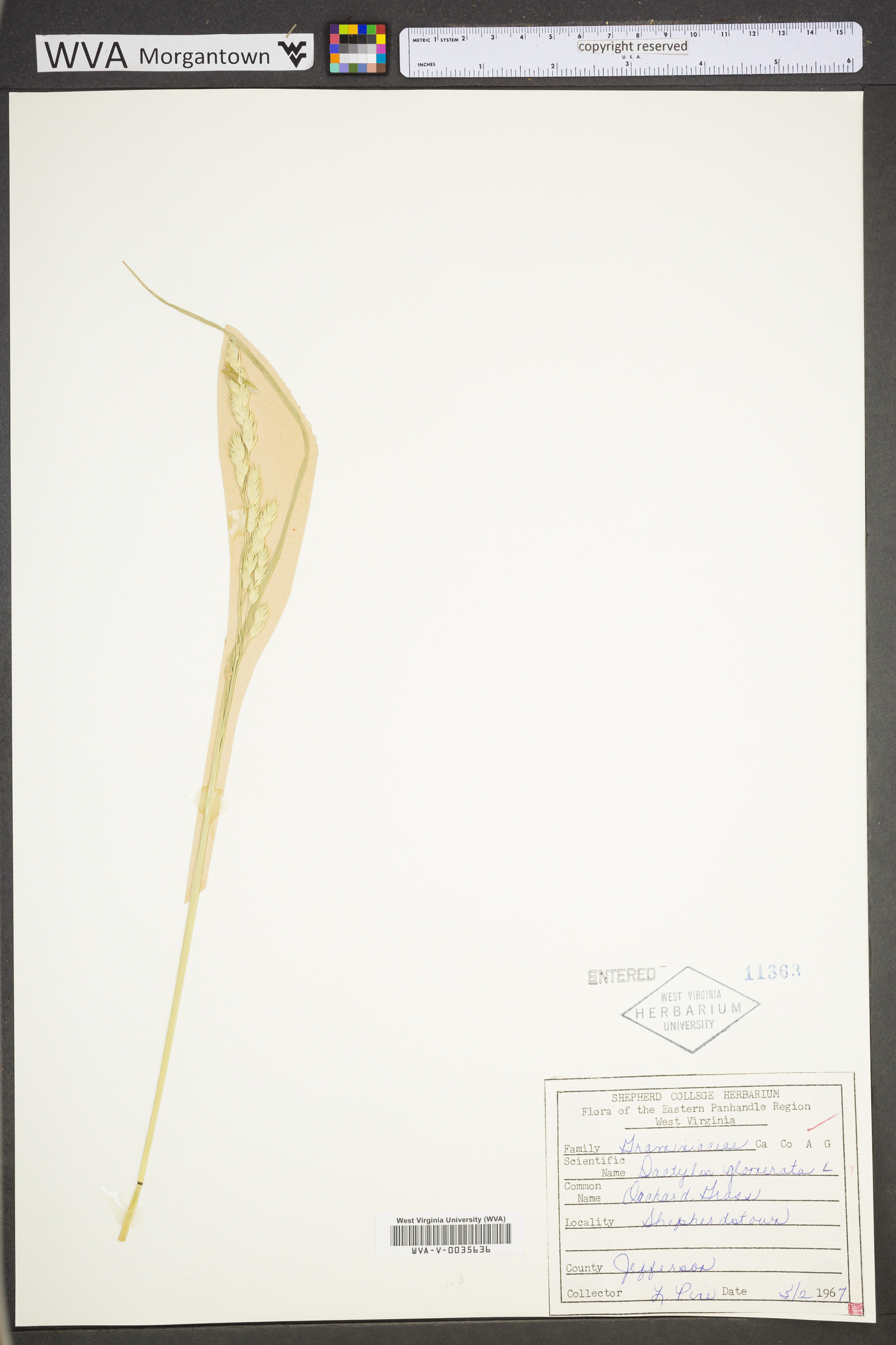 Dactylis glomerata subsp. glomerata image