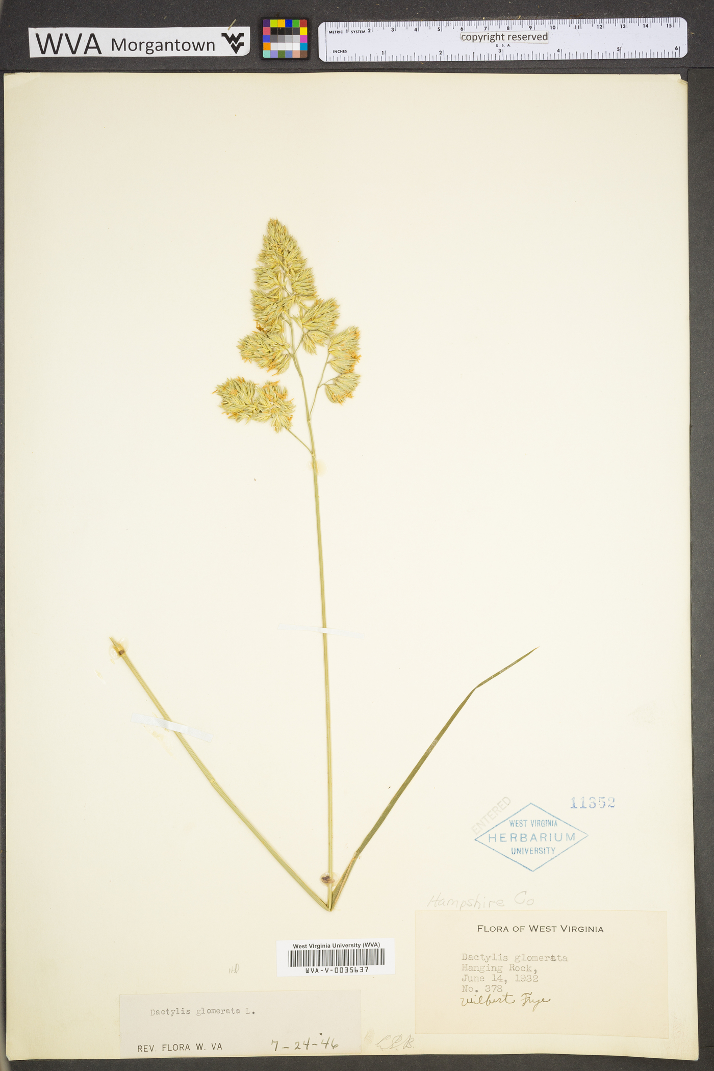 Dactylis glomerata subsp. glomerata image