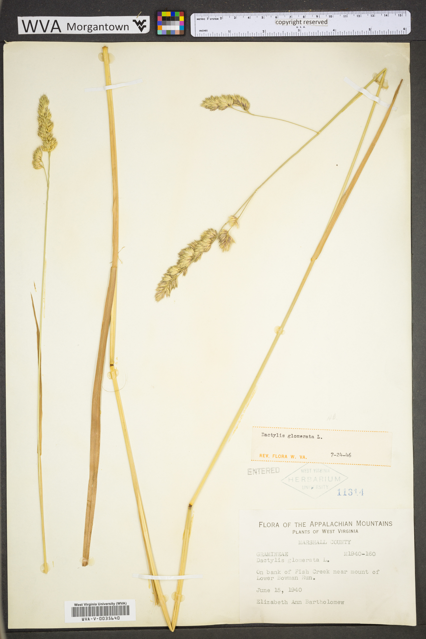 Dactylis glomerata subsp. glomerata image
