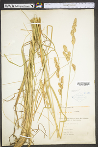 Dactylis glomerata subsp. glomerata image