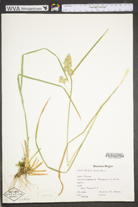 Dactylis glomerata subsp. glomerata image