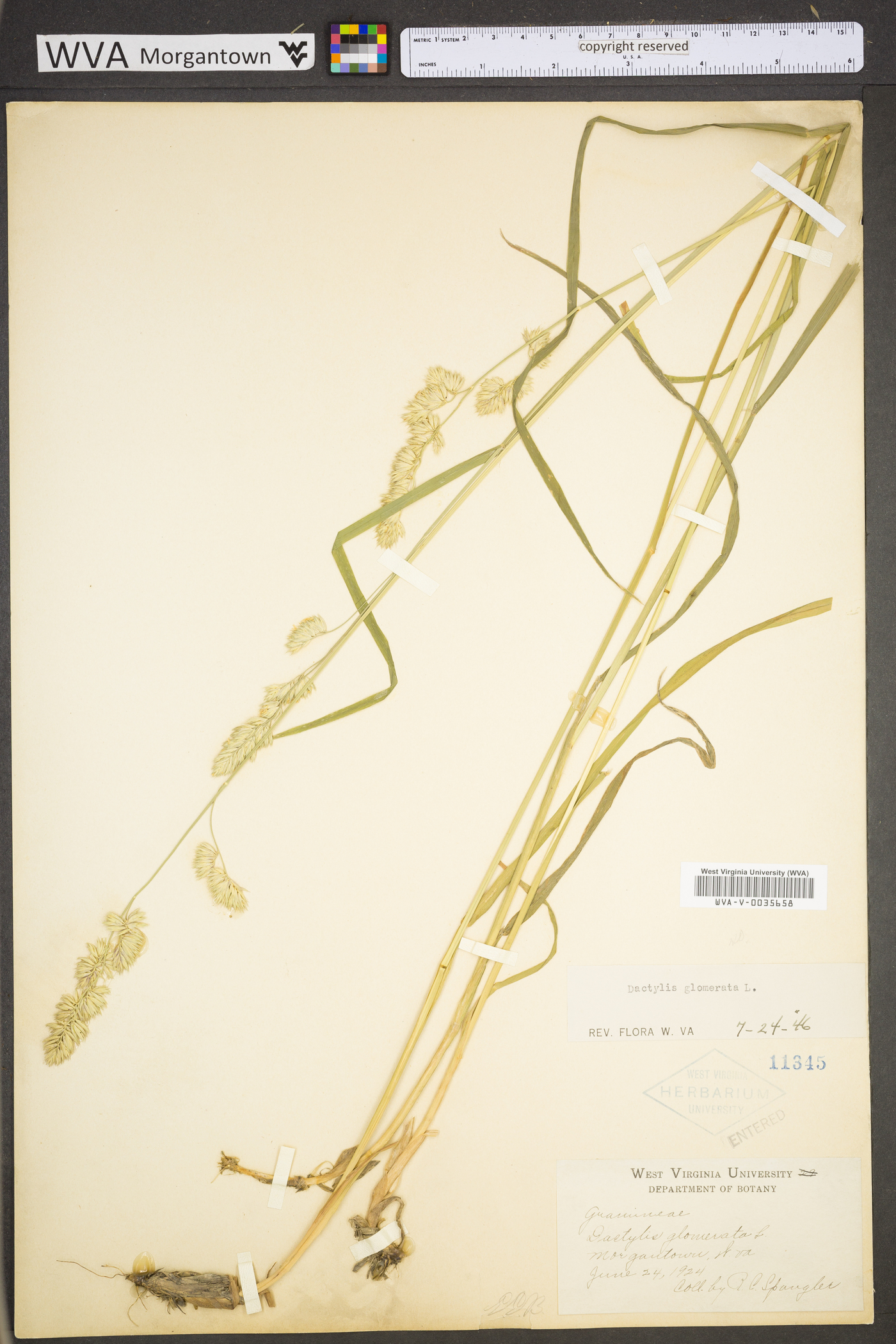 Dactylis glomerata subsp. glomerata image