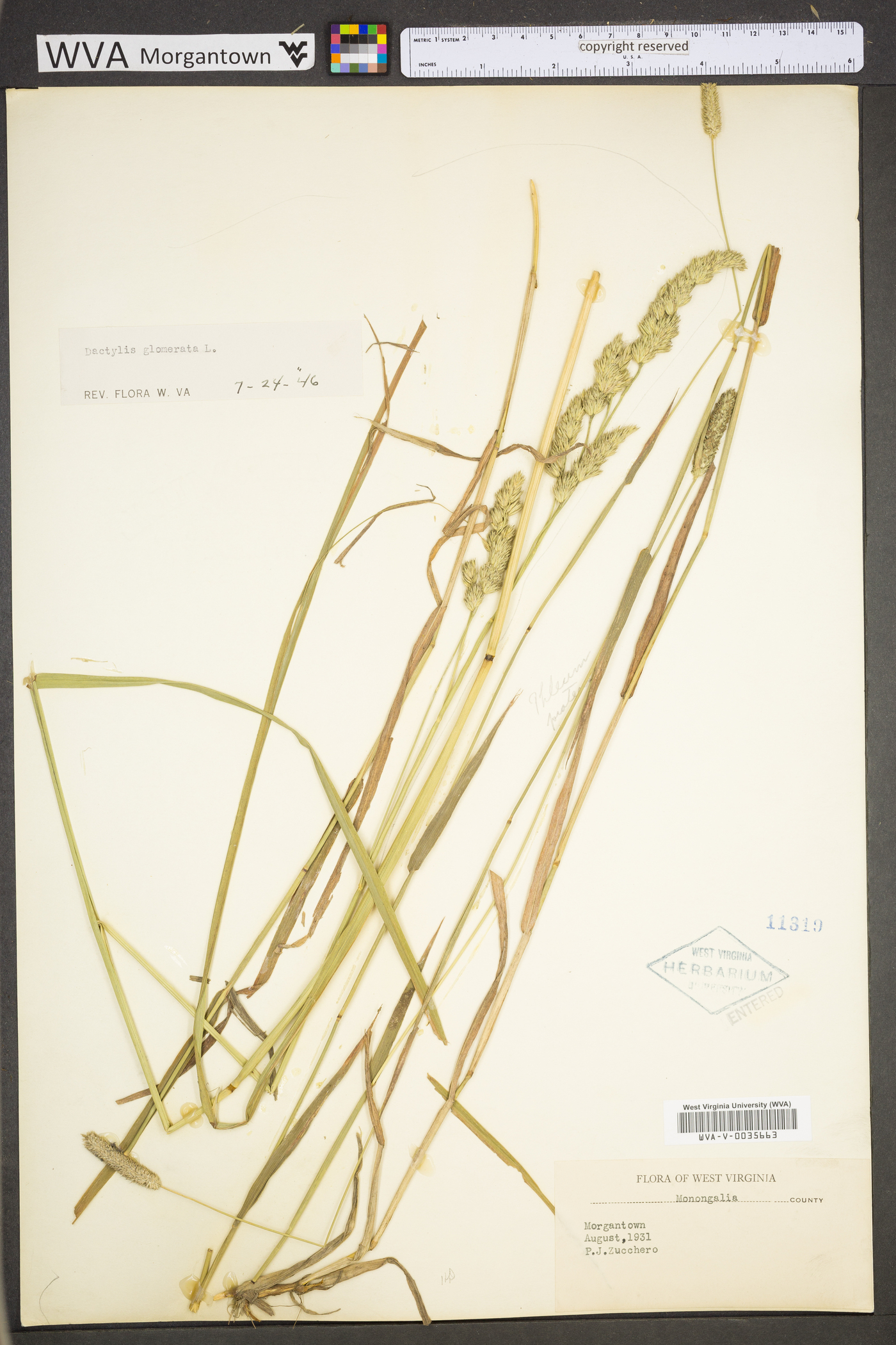 Dactylis glomerata subsp. glomerata image