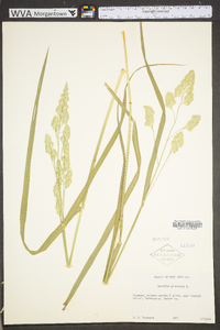 Dactylis glomerata subsp. glomerata image