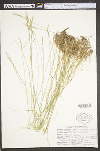 Danthonia compressa image