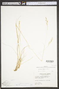 Danthonia compressa image