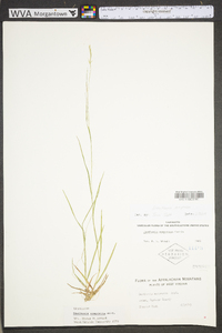 Danthonia compressa image