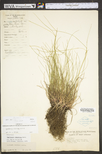 Danthonia compressa image