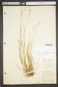 Danthonia compressa image