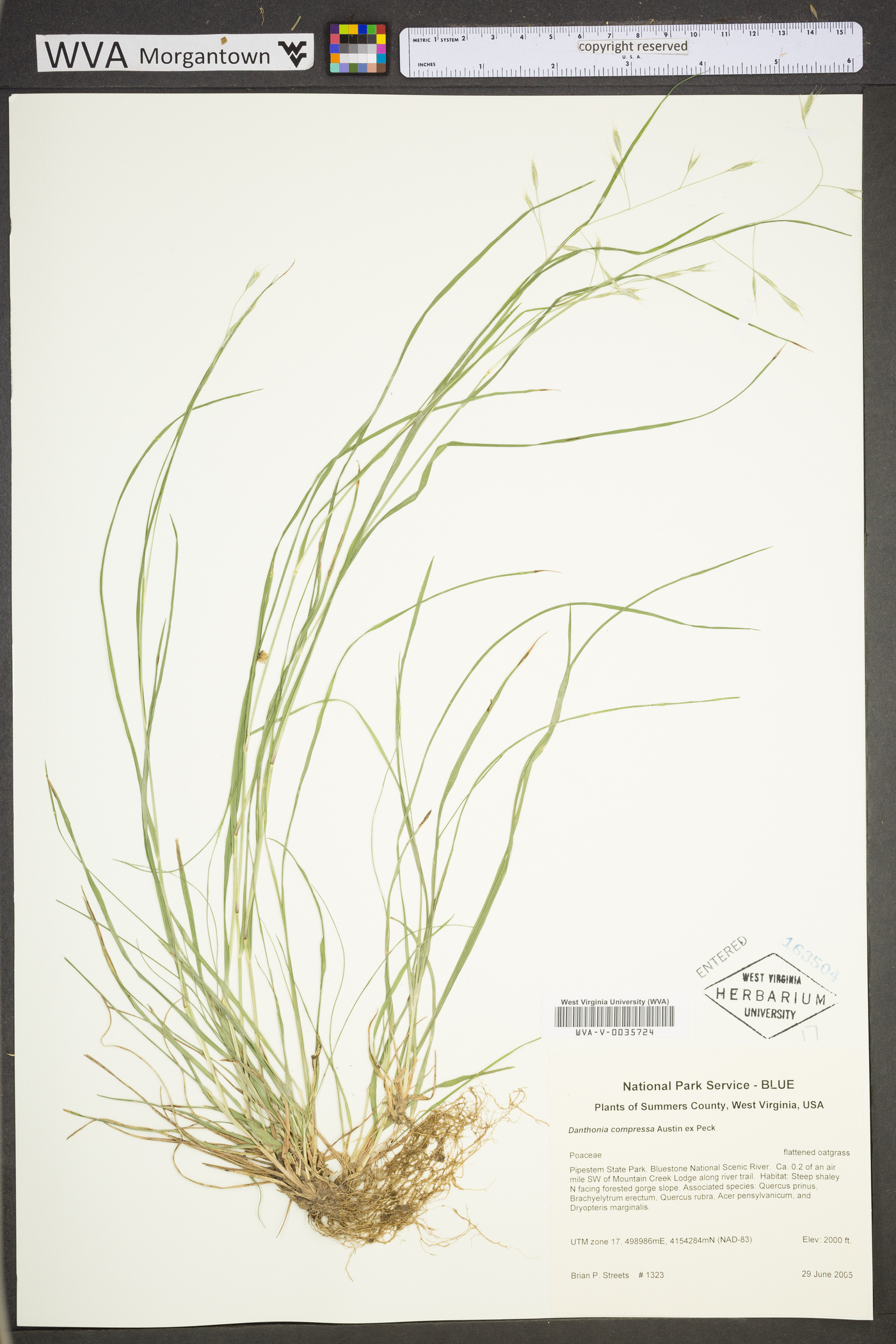 Danthonia compressa image