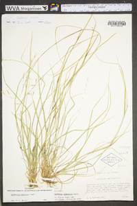 Danthonia compressa image