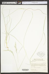 Danthonia sericea image