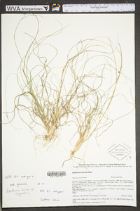 Danthonia sericea image