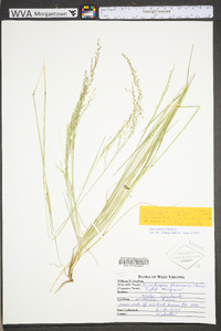 Deschampsia flexuosa var. flexuosa image