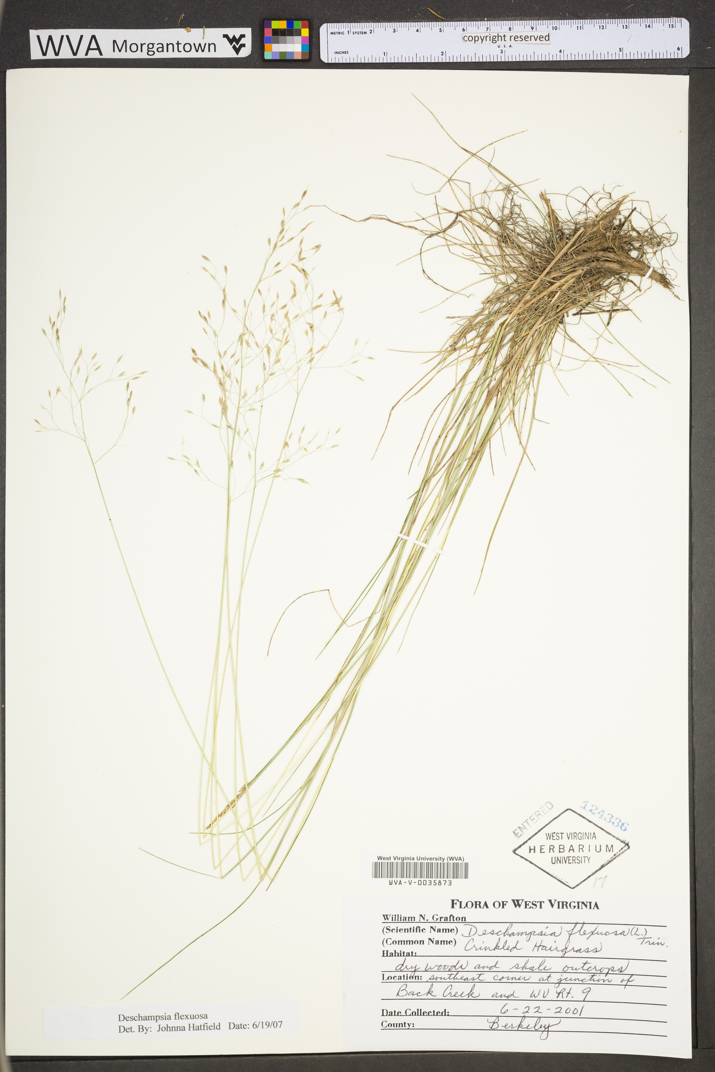 Deschampsia flexuosa var. flexuosa image