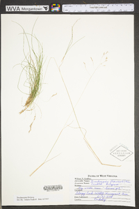 Deschampsia flexuosa image