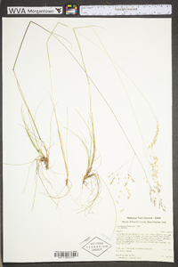 Deschampsia flexuosa image