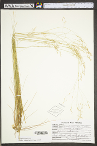 Deschampsia flexuosa var. flexuosa image