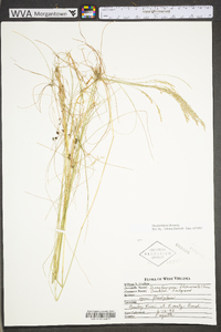 Deschampsia flexuosa image