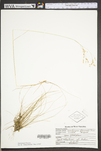 Deschampsia flexuosa var. flexuosa image