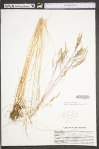 Deschampsia flexuosa var. flexuosa image