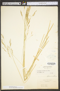 Deschampsia flexuosa var. flexuosa image