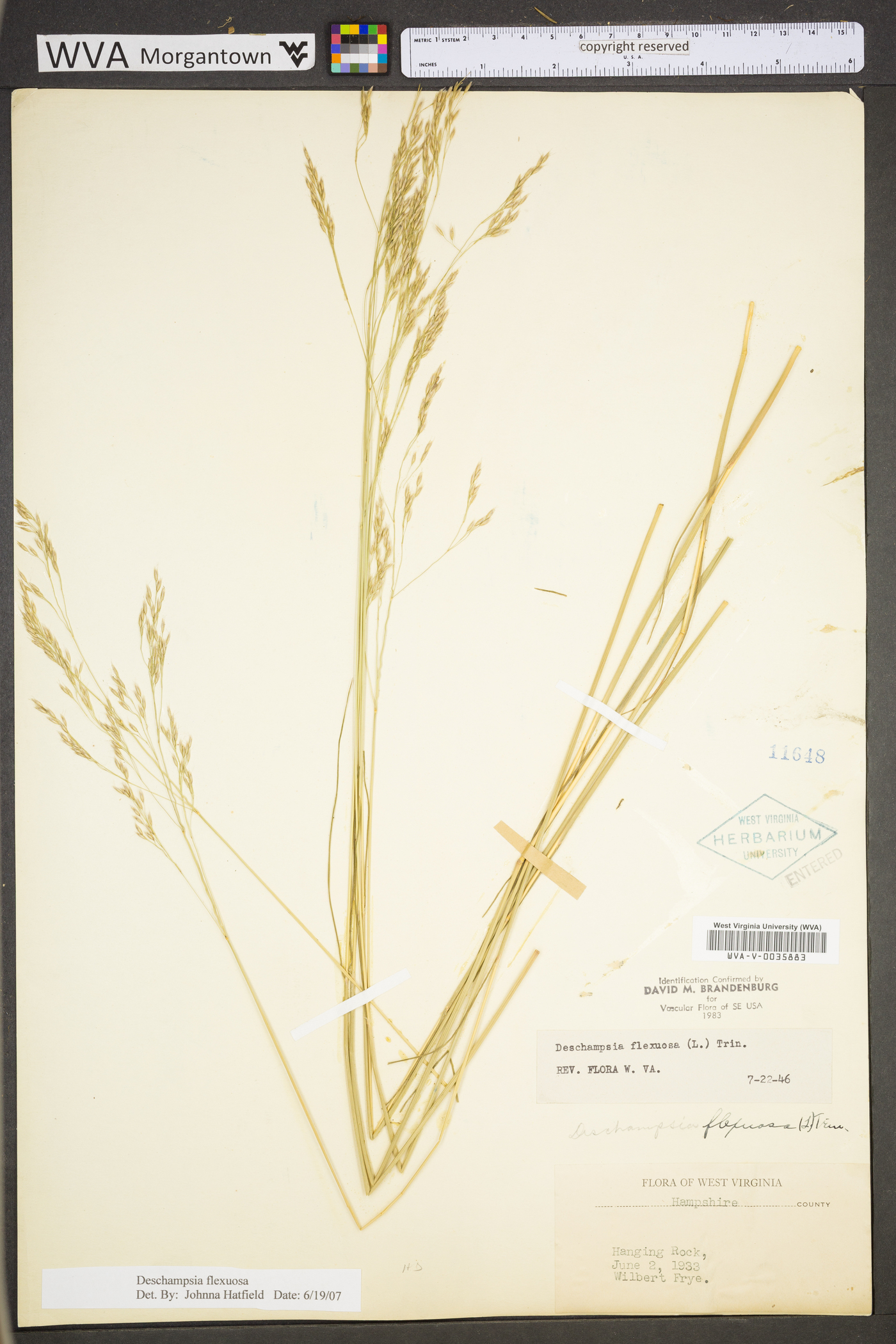 Deschampsia flexuosa var. flexuosa image