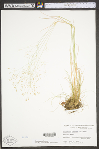 Deschampsia flexuosa image