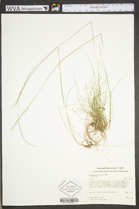 Deschampsia flexuosa var. flexuosa image