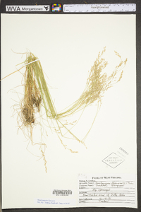 Deschampsia flexuosa image