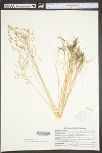 Deschampsia flexuosa var. flexuosa image