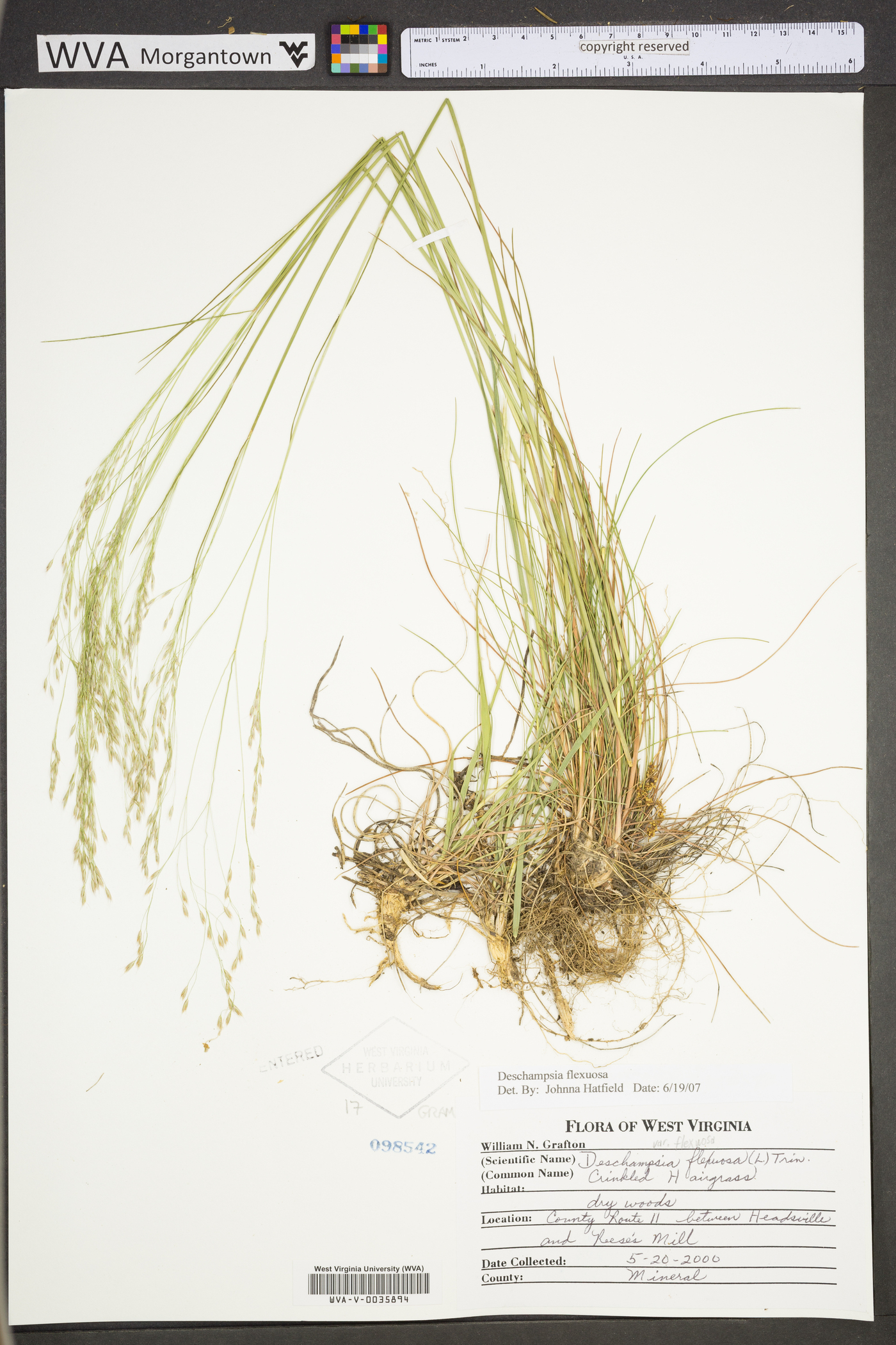 Deschampsia flexuosa var. flexuosa image