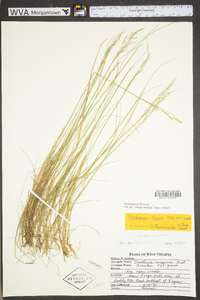 Deschampsia flexuosa var. flexuosa image