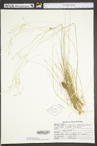 Deschampsia flexuosa image