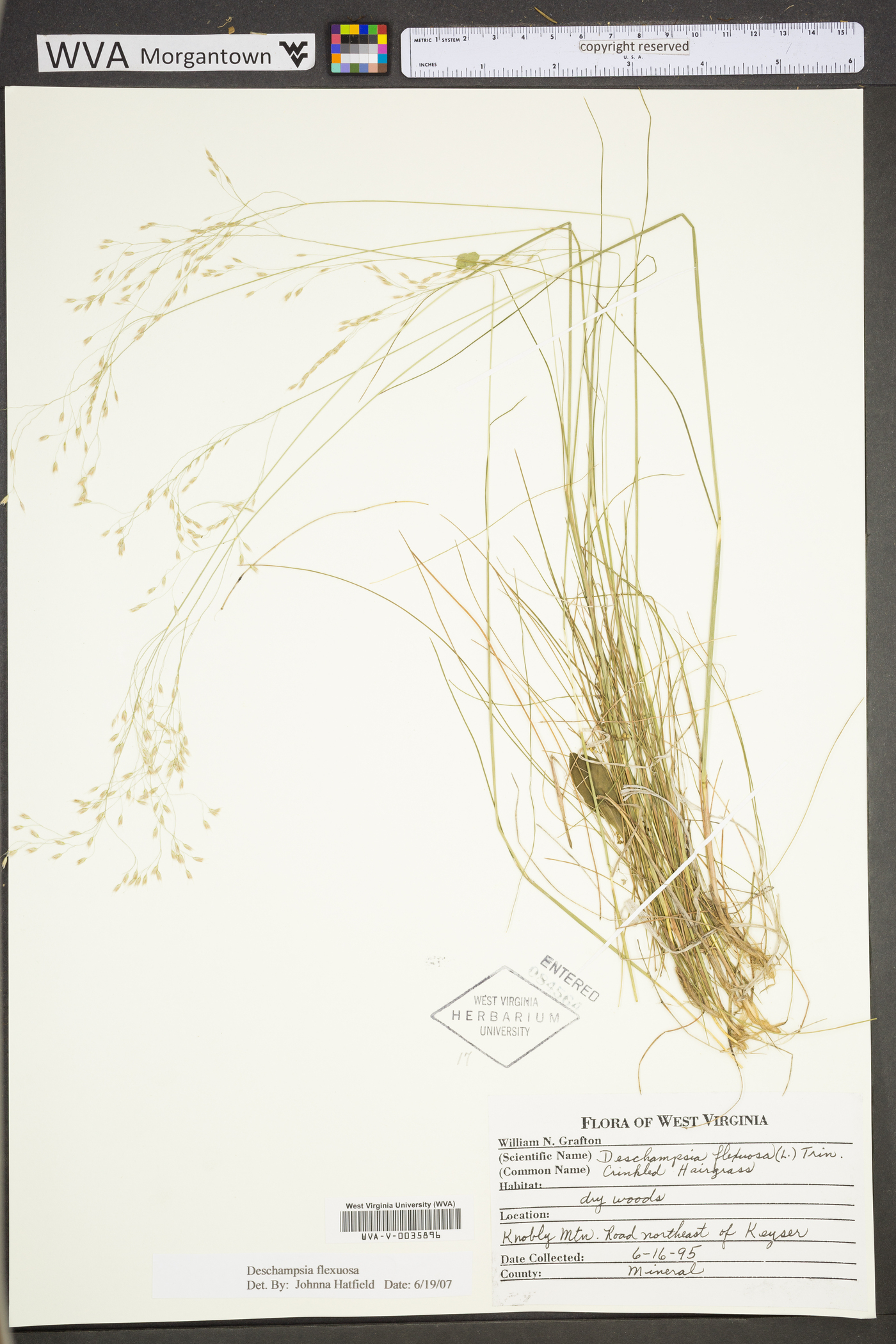 Deschampsia flexuosa var. flexuosa image