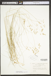 Deschampsia flexuosa image